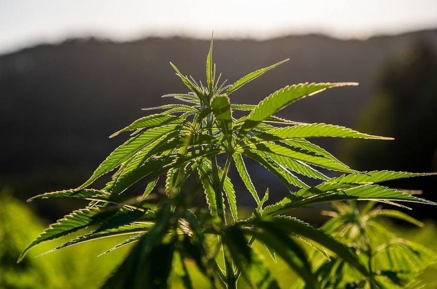 Cannabis Autofahren
