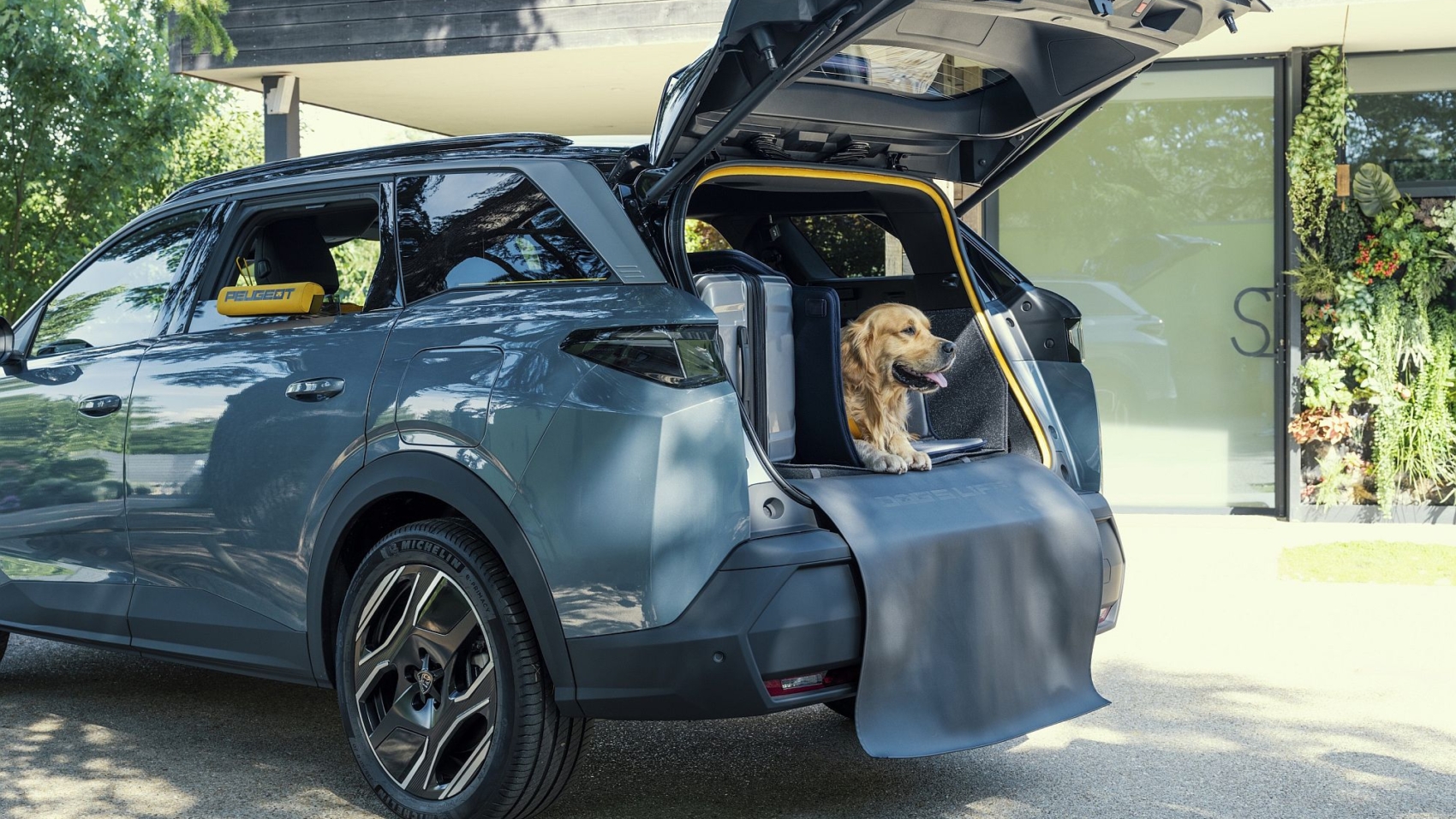 Hunde Auto