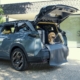 Hunde Auto