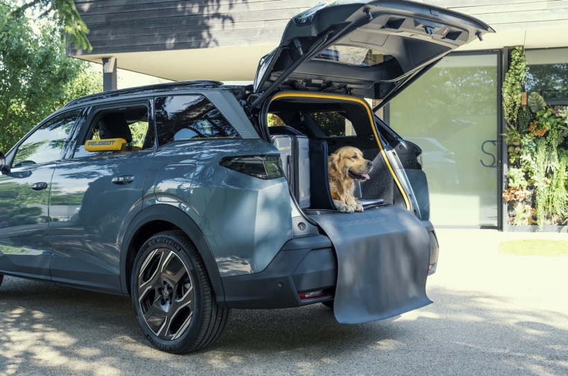 Hunde Auto