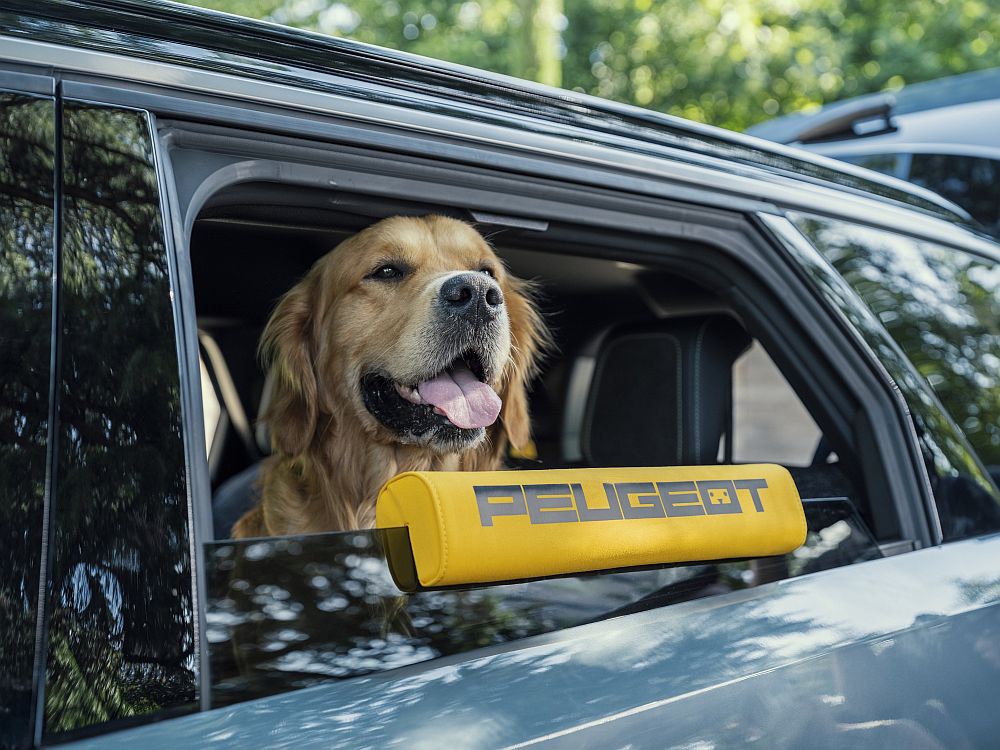 Hunde Auto